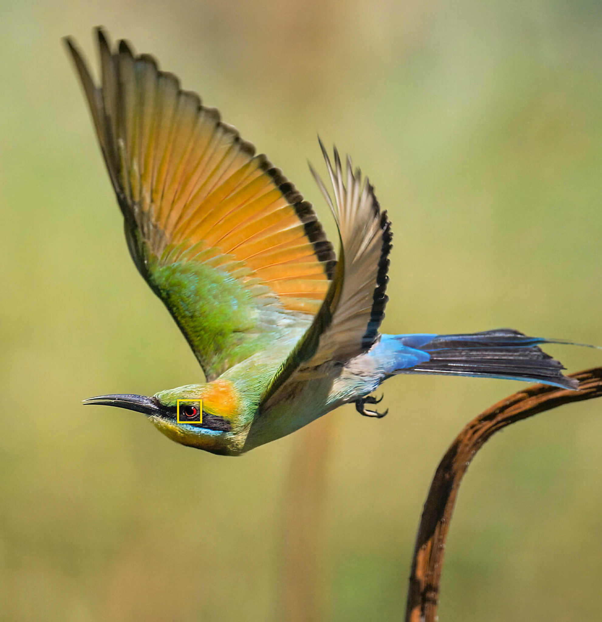Khả năng Tracking trên Nikon Z8