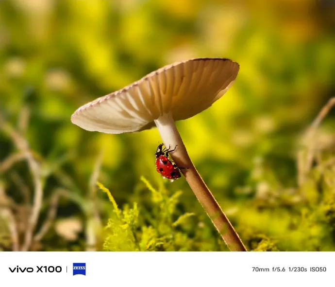 Hình ảnh chụp từ camera của Vivo X100 Pro